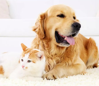 What is Hydrolysed Dog Food?