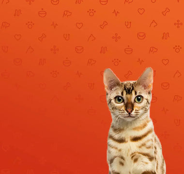 Caring For Your Cat After Neutering