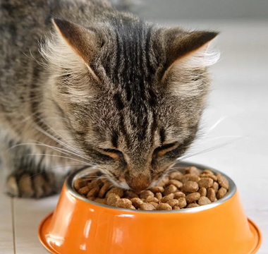 Hydrolysed Protein Cat Food: What You Need To Know