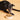 Grain-Free Dog Food: Benefits and Which Dogs Actually Need It