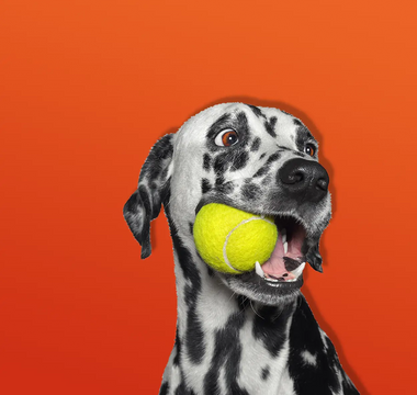 When to Start Feeding Your Dog Hypoallergenic Dog Food