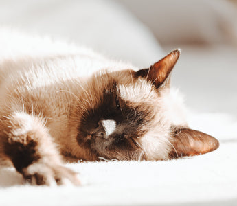 Top 5 Nutritional Mistakes Cat Owners Make And How To Avoid Them