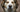 Dog smiling with eyes closed
