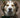Dog smiling with eyes closed