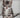 Kitten sat on a ledge licking its lips