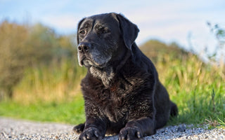Senior Labrador sat outside