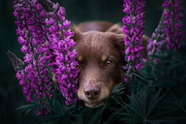 Dog Peeking Through Flowers