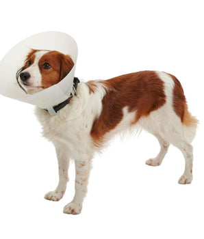 BUSTER Collar Classic for Dogs