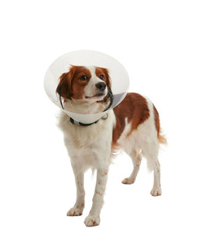 BUSTER Collar Clic for Dogs