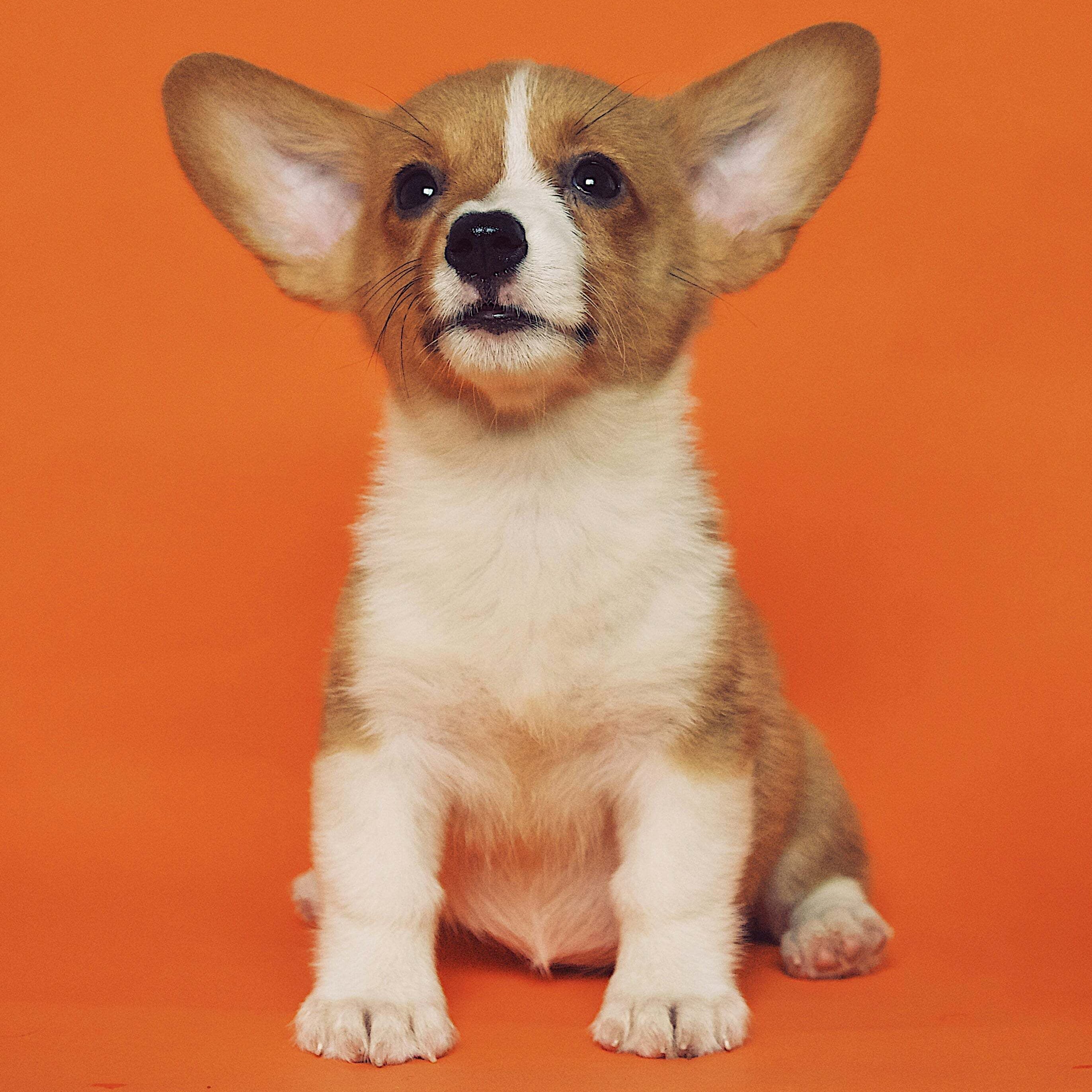 Corgi puppy sitting with orange backdrop