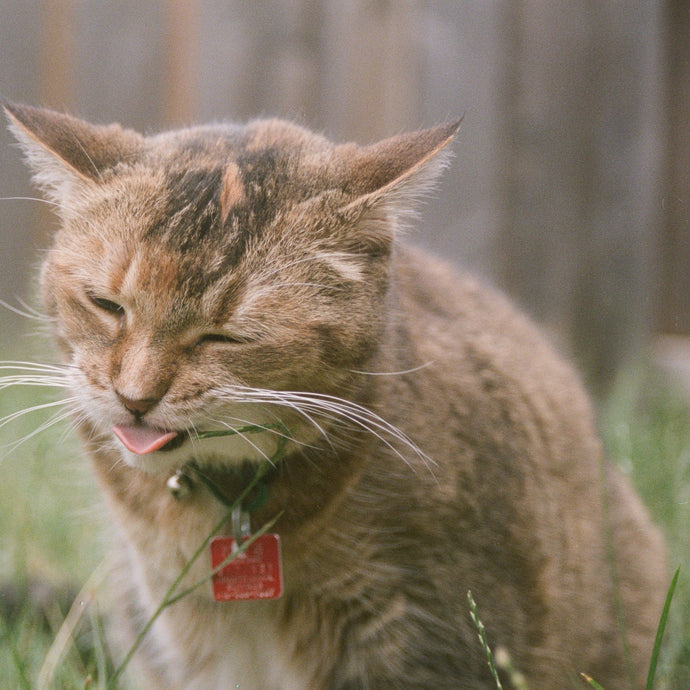 Cat sneezing outside